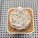 Echeveria 'Fruity Kiss' 2" Succulent Plant Cutting