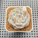Echeveria 'Fruity Kiss' 2" Succulent Plant Cutting