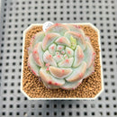 Echeveria 'Fruity Kiss' 2" Succulent Plant Cutting