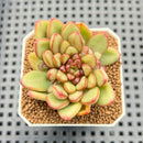 Echeveria 'Adam' 2" Succulent Plant Cutting
