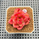 Echeveria 'Sunset Song' 2" New Hybrid Succulent Plant Cutting