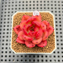 Echeveria 'Sunset Song' 2" New Hybrid Succulent Plant Cutting
