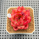 Echeveria 'Sunset Song' 2" New Hybrid Succulent Plant Cutting