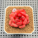 Echeveria 'Sunset Song' 2" New Hybrid Succulent Plant Cutting