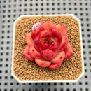 Echeveria 'Sunset Song' 2" New Hybrid Succulent Plant Cutting