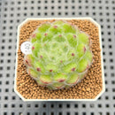 Echeveria 'Carol' 1" Succulent Plant Cutting