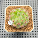 Echeveria 'Carol' 1" Succulent Plant Cutting