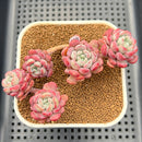 Echeveria 'Pearl Bean' 2"-3" Succulent Plant Cutting