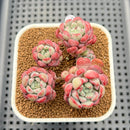 Echeveria 'Pearl Bean' 2"-3" Succulent Plant Cutting