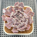 Echeveria 'Florence' 2" Succulent Plant Cutting