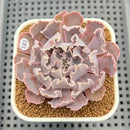 Echeveria 'Florence' 2" Succulent Plant Cutting