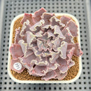 Echeveria 'Florence' 2" Succulent Plant Cutting