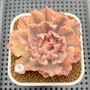 Echeveria 'Florence' Variegated 2" Succulent Plant Cutting