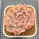 Echeveria 'Florence' Variegated 2" Succulent Plant Cutting