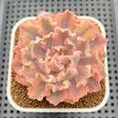 Echeveria 'Florence' Variegated 2" Succulent Plant Cutting