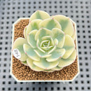 Echeveria 'Compton Carousel' AKA Echeveria 'Lenore Dean'Succulent Plant Cutting