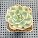 Echeveria 'Compton Carousel' AKA Echeveria 'Lenore Dean'Succulent Plant Cutting
