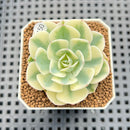 Echeveria 'Compton Carousel' AKA Echeveria 'Lenore Dean'Succulent Plant Cutting