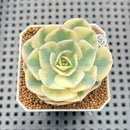 Echeveria 'Compton Carousel' AKA Echeveria 'Lenore Dean'Succulent Plant Cutting