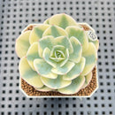 Echeveria 'Compton Carousel' AKA Echeveria 'Lenore Dean'Succulent Plant Cutting