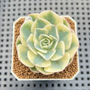 Echeveria 'Compton Carousel' AKA Echeveria 'Lenore Dean'Succulent Plant Cutting