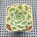 Echeveria 'Compton Carousel' AKA Echeveria 'Lenore Dean'Succulent Plant Cutting