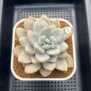 Graptoveria 'Opalina' Variegated 3" Succulent Plant Cutting