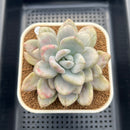 Graptoveria 'Opalina' Variegated 3" Succulent Plant Cutting