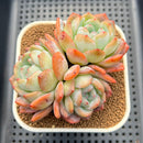 Echeveria 'Starmark' 3"-4" Succulent Plant Cutting