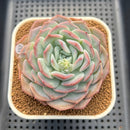 Echeveria 'Wonder Fantasy' 3" Succulent Plant Cutting