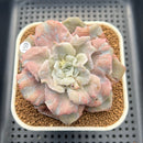 Echeveria Pollux 3" Monstrose (AKA 'Scarlet Witch') Succulent Plant Cutting