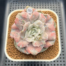 Echeveria Pollux 3" Monstrose (AKA 'Scarlet Witch') Succulent Plant Cutting