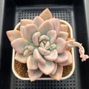 Graptoveria 'Opalina' Variegated 3" Succulent Plant Cutting
