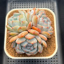 Echeveria 'Orange Monroe' 3" Succulent Plant Cutting
