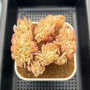 Echeveria 'Peach Pride' Crested 3" Succulent Plant Cutting