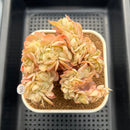 Echeveria 'Peach Pride' Crested 3" Succulent Plant Cutting