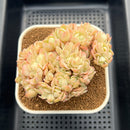 Echeveria 'Peach Pride' Crested 3" Succulent Plant Cutting