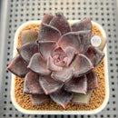 Echeveria 'Romanée-Conti' 2" New Hybrid Succulent Plant Cutting