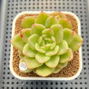 Echeveria 'Chanel' 2" Succulent Plant Cutting
