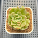 Echeveria 'Chanel' 2" Succulent Plant Cutting