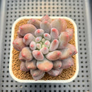 Pachyveria 'Baby Ball' 3" Succulent Plant Cutting
