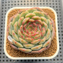 Echeveria 'Coralia' 2" Succulent Plant Cutting