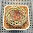 Echeveria 'Coralia' 2" Succulent Plant Cutting