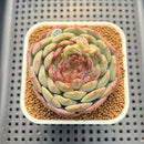 Echeveria 'Coralia' 2" Succulent Plant Cutting