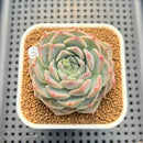 Echeveria 'Pink Serum' 2"-3" Succulent Plant Cutting