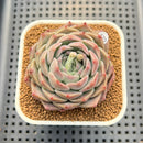 Echeveria 'Pink Serum' 2"-3" Succulent Plant Cutting