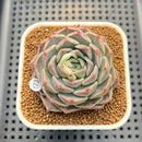 Echeveria 'Pink Serum' 2"-3" Succulent Plant Cutting