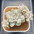 Echeveria 'Japanese Rusby' Variegated 4" Succulent Plant Cutting