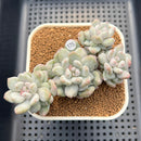 Echeveria 'Japanese Rusby' Variegated 4" Succulent Plant Cutting