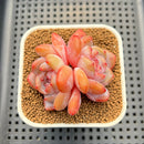 Echeveria 'Orange Monroe' 2" Succulent Plant Cutting